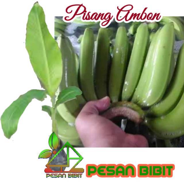 BIBIT PISANG AMBON MINI