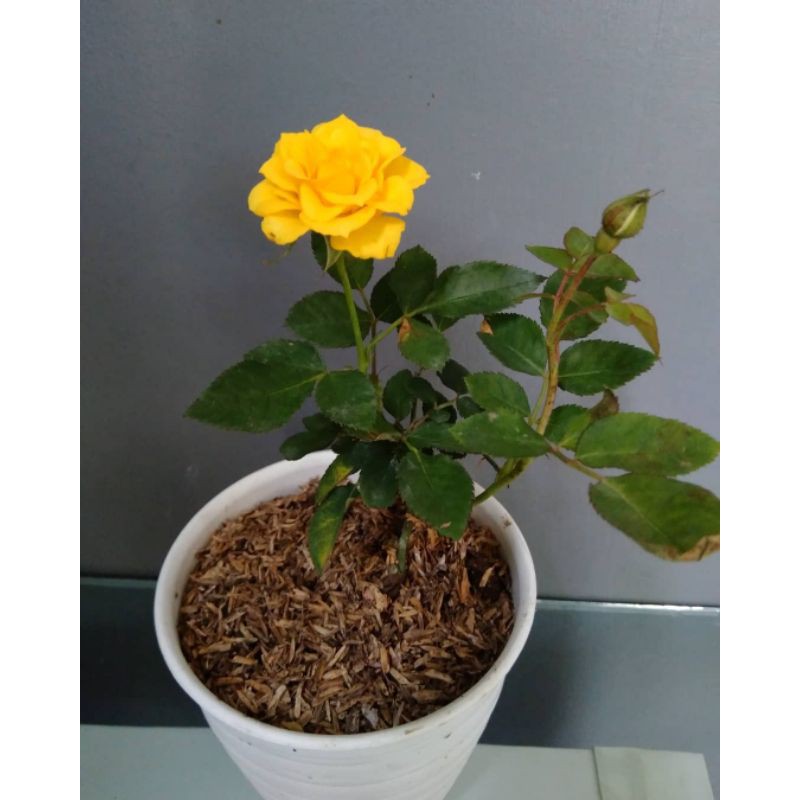 BUNGA ROSE MAWAR SUPER GRADE (WARNA KUNING) | TERMURAH