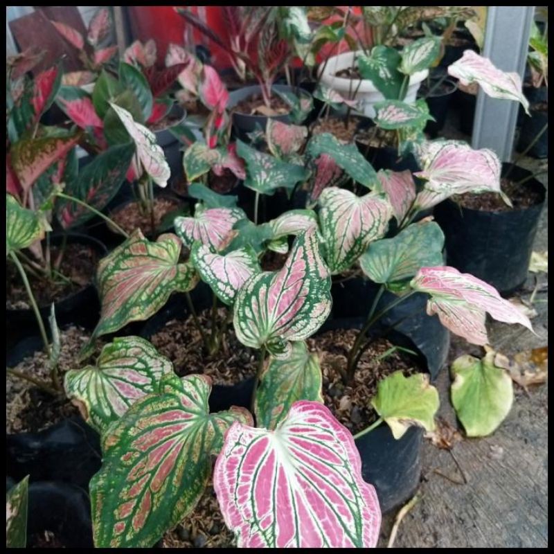 tanaman keladi wayang/bunga tran masakini