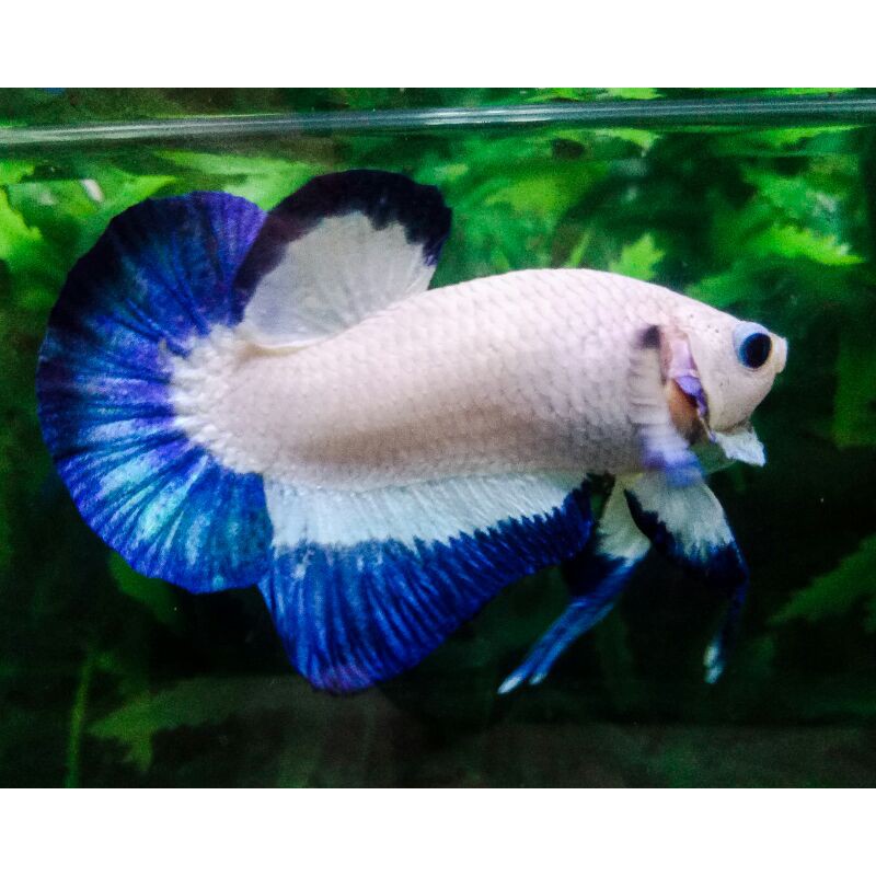IKAN CUPANG BLUE RIM