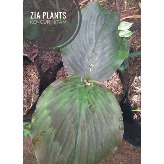 bibit kencur hitam