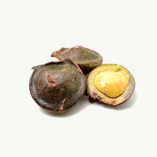 

Jengkol Tua