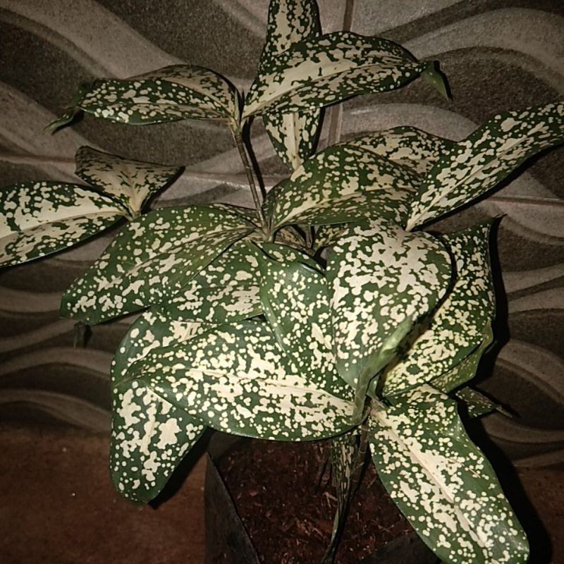 tanaman hias dracena florida-tanaman dracena florida-dracena florida-pohon dracena plorida