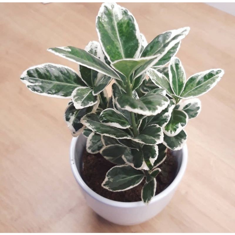 Taiwan lipt / Japanese spindletree/ euonymus japonicus