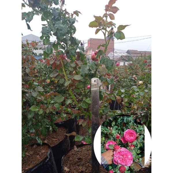 INDUKAN MAWAR IMPORT YUJEN