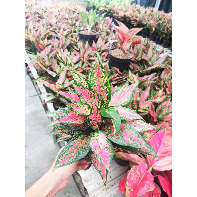 Aglaonema Ruby batik