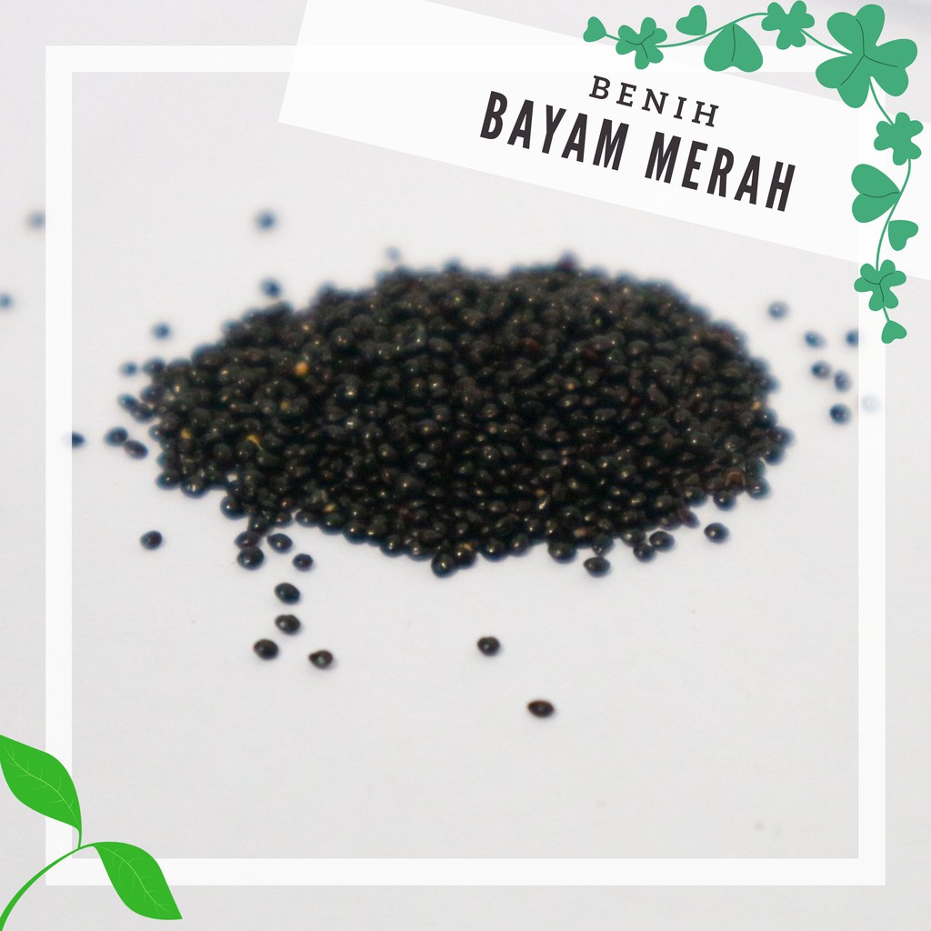 Benih Bayam Merah Organik | Red Amaranth Microgreen| Benih Sayur | Benih Microgreen | Paket Berkebun