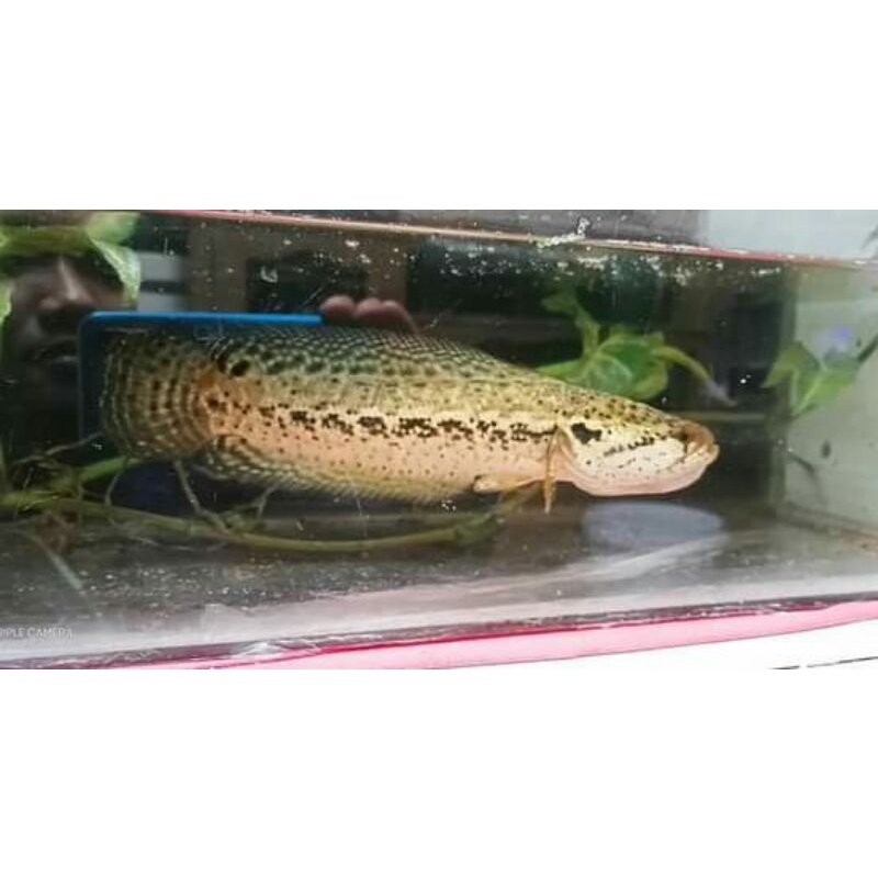 chanamaru bangkanesis