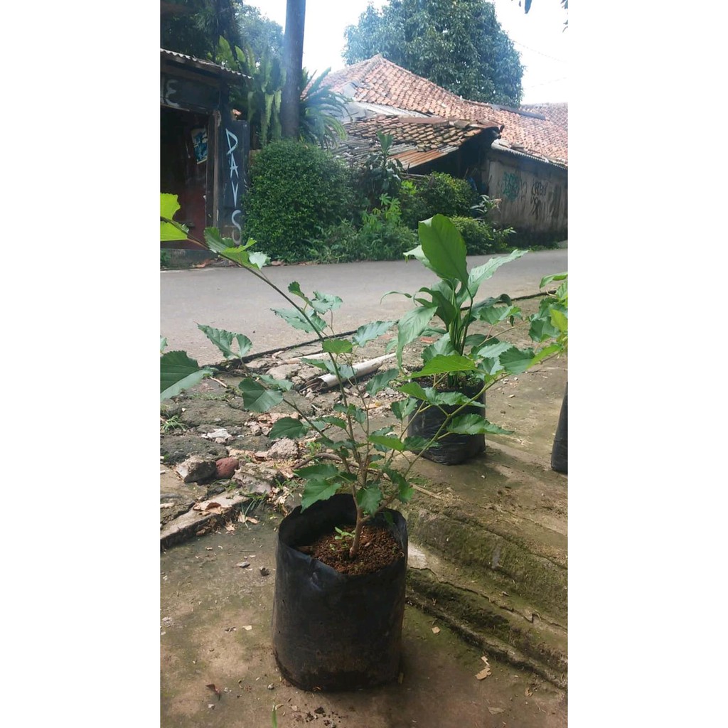 Freong Bibit Tanaman Buah Mullberry-Murbei-Murbey Uk1