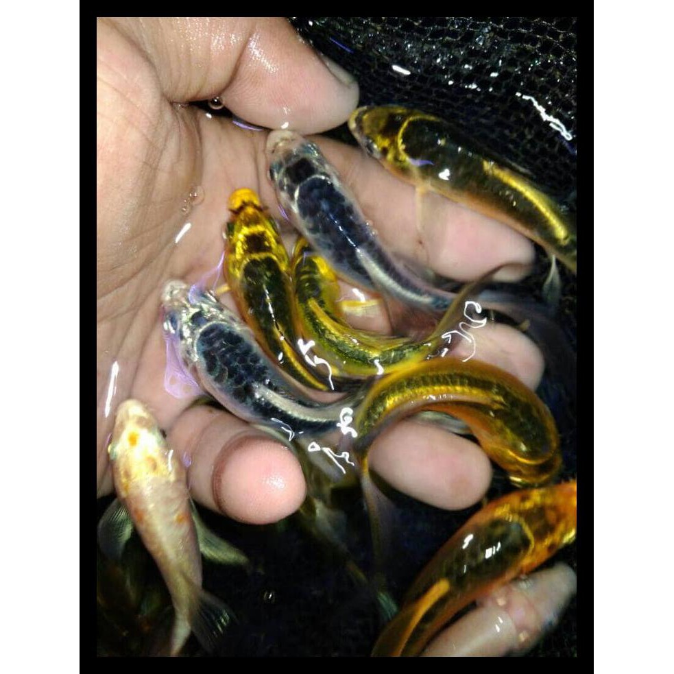 TERLARIS IKAN KOI METALIK SLAYER BIBIT TERJAMIN