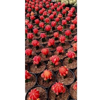 KAKTUS GYMNO IMPORT GRAFTING | KAKTUS SUKULEN