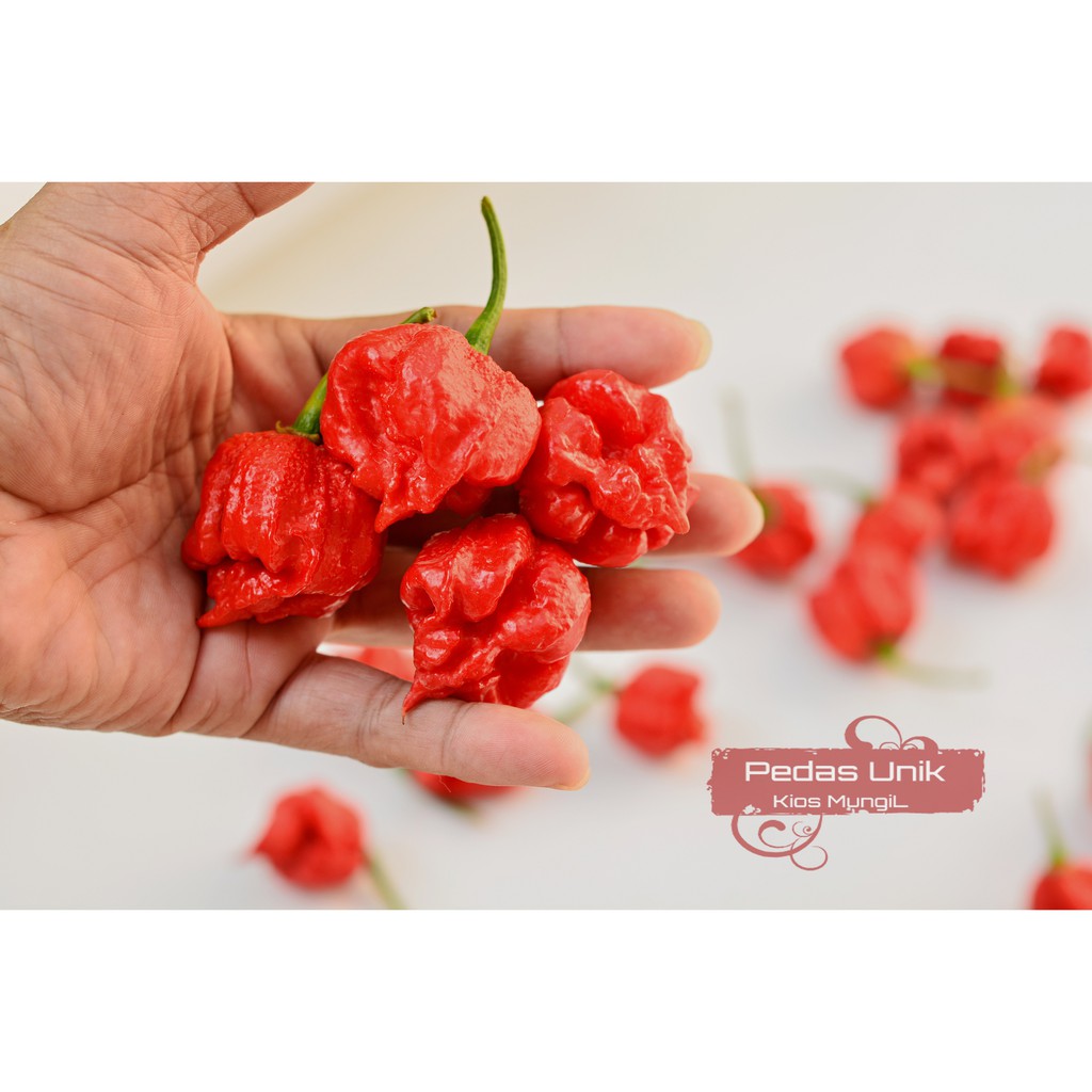 5 Lima Buah Cabe Carolina Reaper Buah Cabe Terpedas Shopee