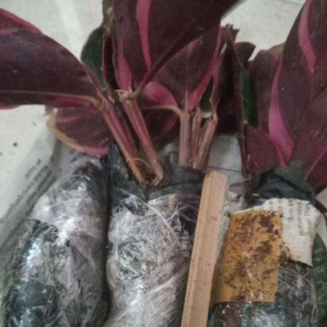 Tanaman Khas Bali Penghias Ruangan Meranti Bali/calathea Multicollor