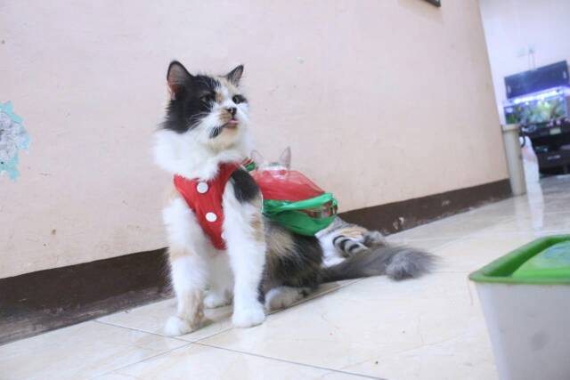 Dress tile untuk kucing dan anjing edisi natal 2019 / baju kucing murah size S-XL