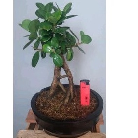 Bonsai Mame Beringin Dolar