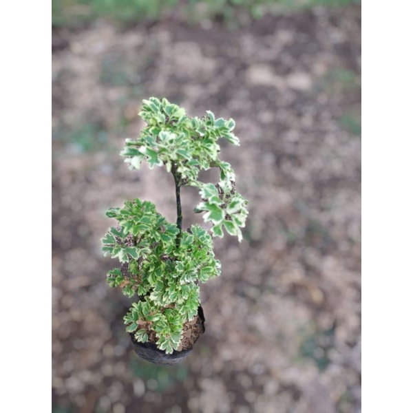 TANAMAN HIAS PAGAR/IKRA IKRI/ANDHONG LAUTI VARIGATA