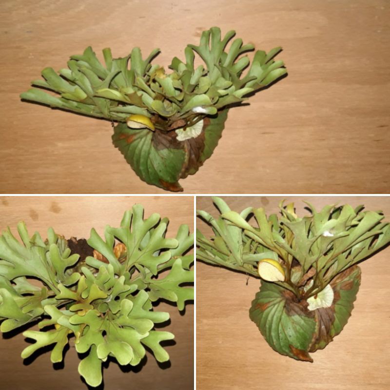 Tanduk Rusa Platycerium Ridleyi / Simbar Menjangan
