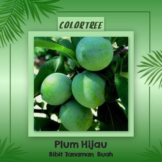 B1G Bibit Tanaman Buah Plum Hijau