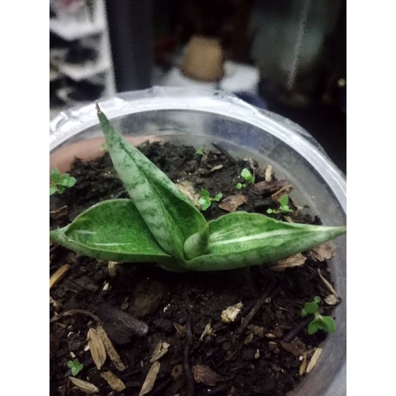 Sanseiveria bibit boncel variegata