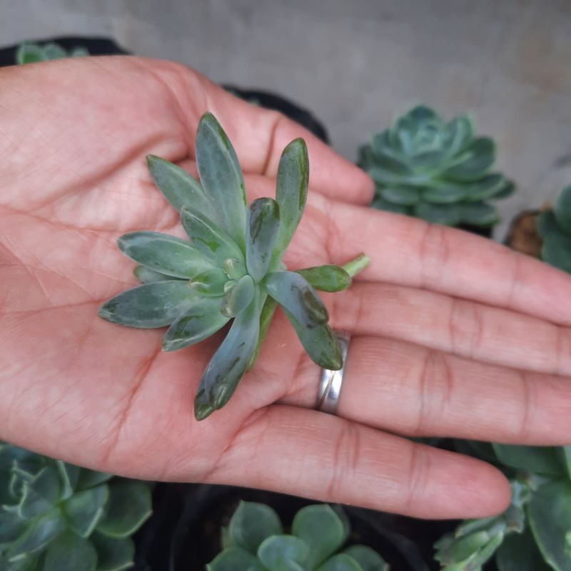 Bibit Stek Sukulen Murah Francesco Baldi