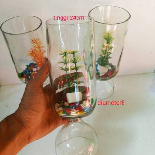 botol tabung toples tempat ikan cupang aquarium mini