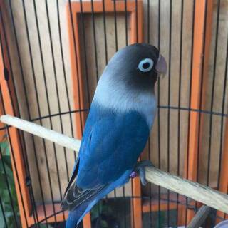Burung Lovebird Violet Shopee Indonesia