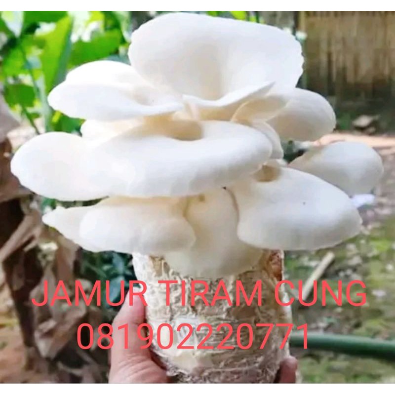 

JAMUR TIRAM CUNG