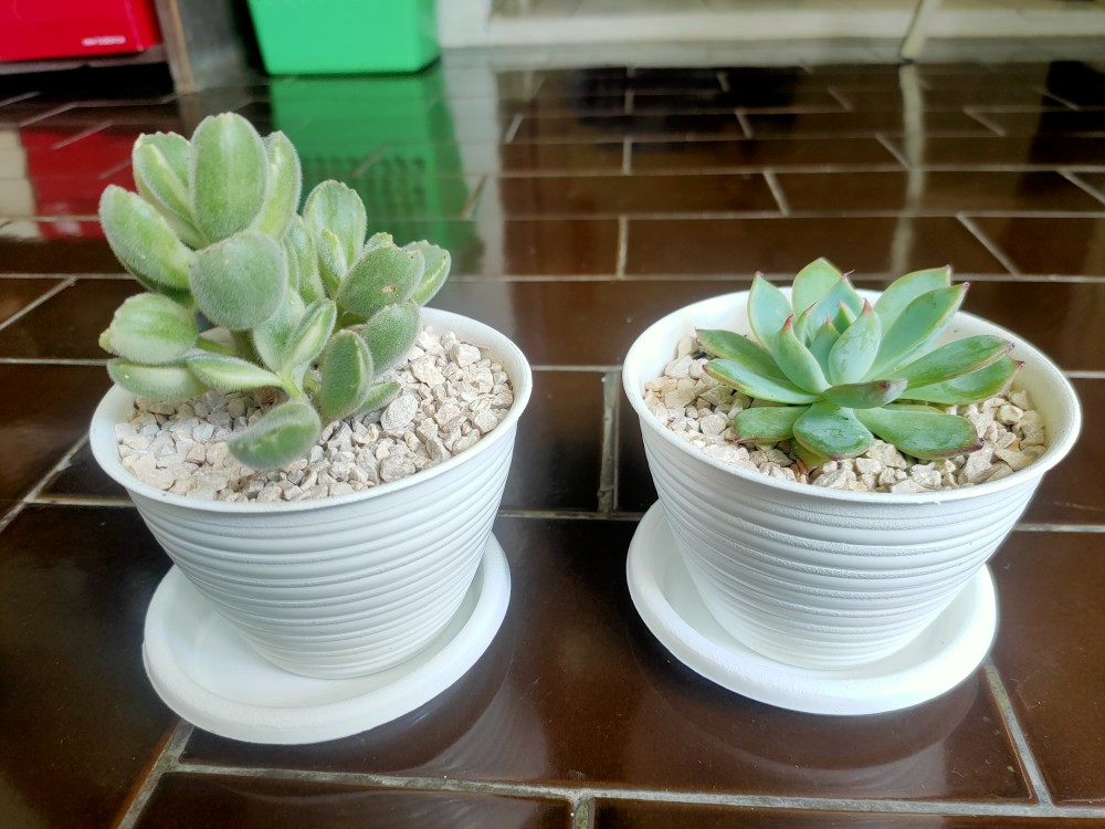 Sukulen Dan Kaktus Mini (echeveria ‘tippy’)