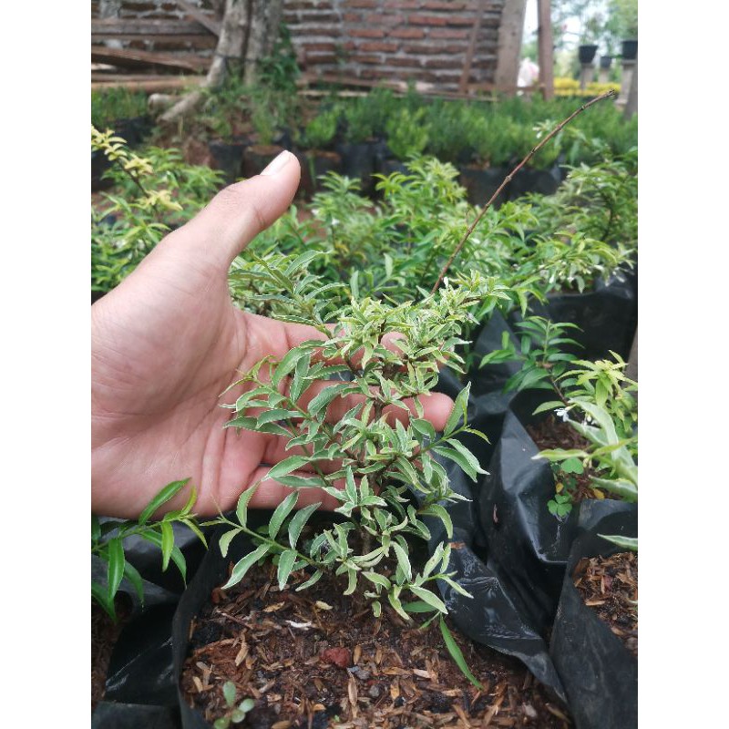 bibit anting putri micro varigata