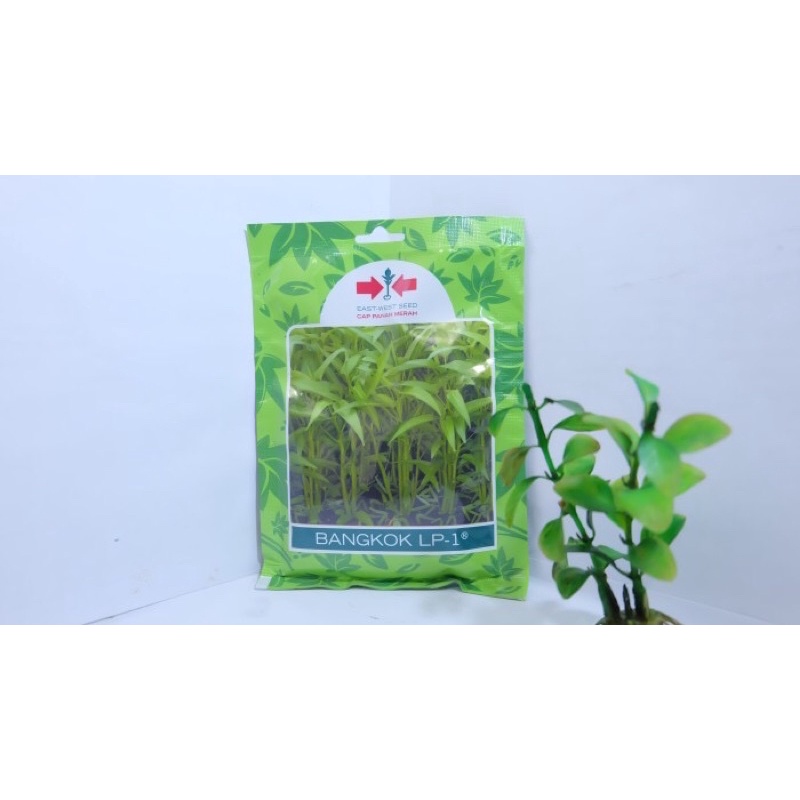 Benih bibit kangkung Bangkok LP-1