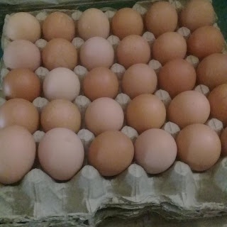 

TELUR 1 PAPAN ISI 30 BUTIR