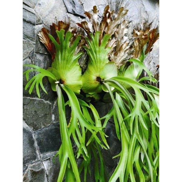 Daun Tanduk Rusa Obat herbal alami Radang Rahim Luar dan Obat Haid Tak Teratur  ⠀⠀⠀⠀⠀⠀⠀⠀⠀⠀⠀⠀⠀⠀⠀⠀⠀⠀⠀⠀