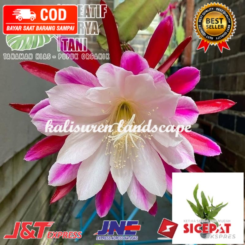 Bunga wijaya kusuma - Wijaya Kusuma PINK WHITE KONTOLLL