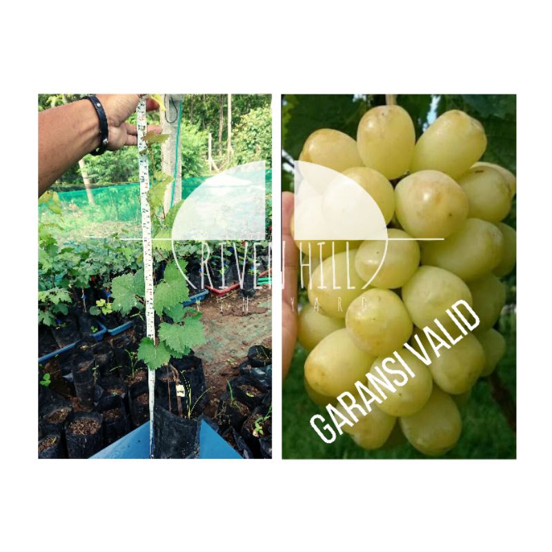 BIBIT ANGGUR TREASURE DENGAN ROOTSTOCK KOBER5BB