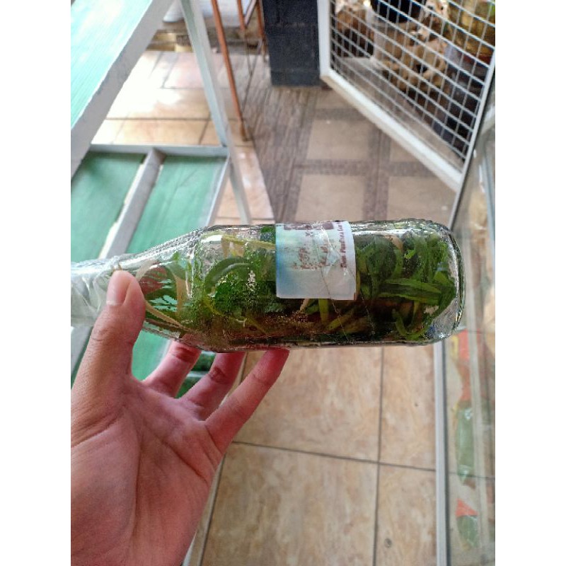 Bibit Anggrek Dendrobium Dalam Botol Kualitas Super