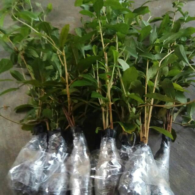 Lee kwan yew / paket 3  Lee Kwan yew