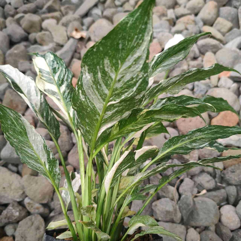 Tanaman Spathiphyllum Domino Variegata / Peace Lily Domino Variegated