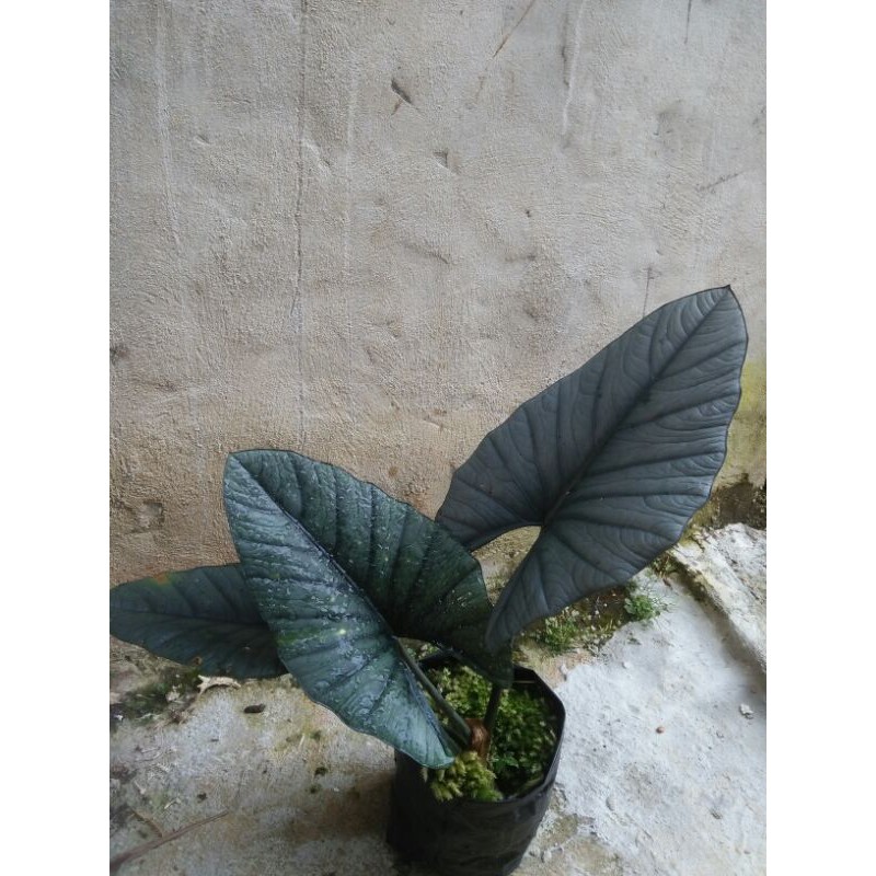 Alocasia Reginae silver