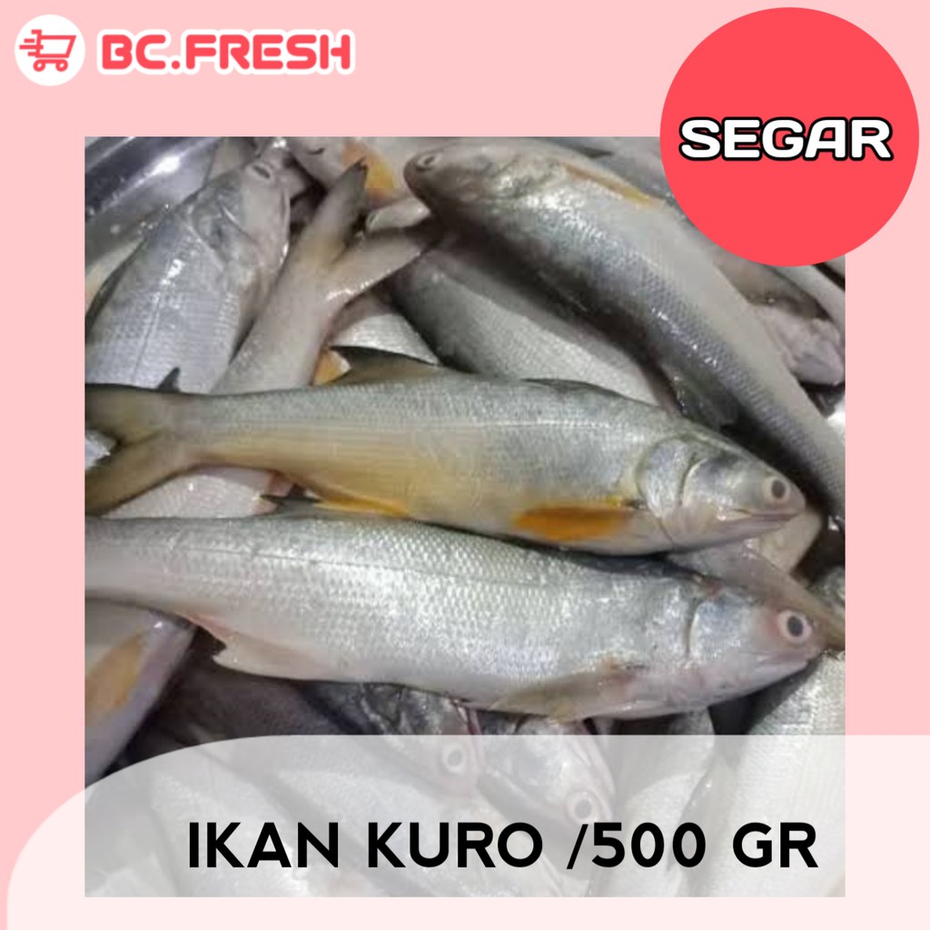 

Ikan kuro segar 500 gram