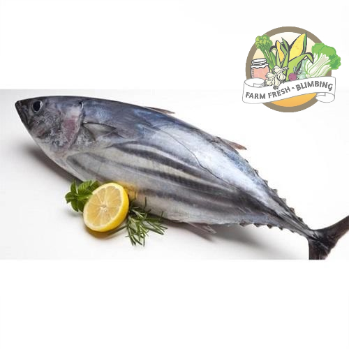 

Ikan Cakalang 300-400gr Farm Fresh