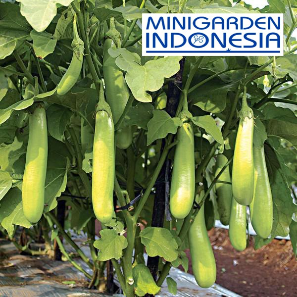 50 Benih Terong Hijau Hibrida bibit tanaman sayur sayuran TERUNG