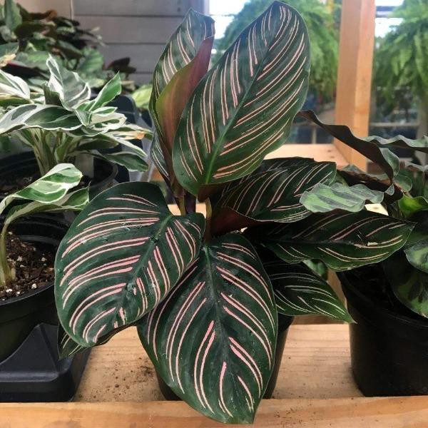 Tanaman Hias Calathea - calatea - tanaman indoor