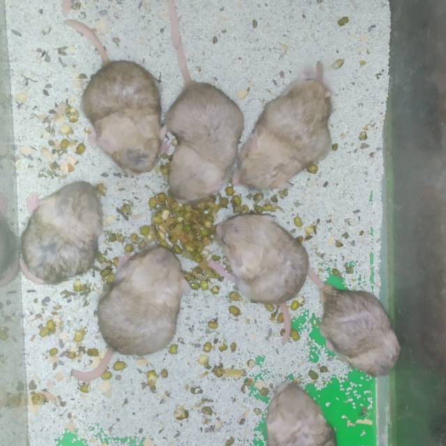 GERBIL FAT TAILED BY HAMTACI FARM l SEND OJEK ONLY