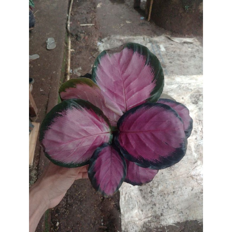 calathea crimson rumpun 4+