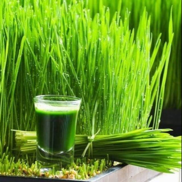 Wheatgrass Rumput Kucing Rumput Gandum