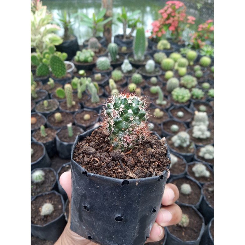 kaktus salak mini/kaktus salak/kaktus murah kaktus mini