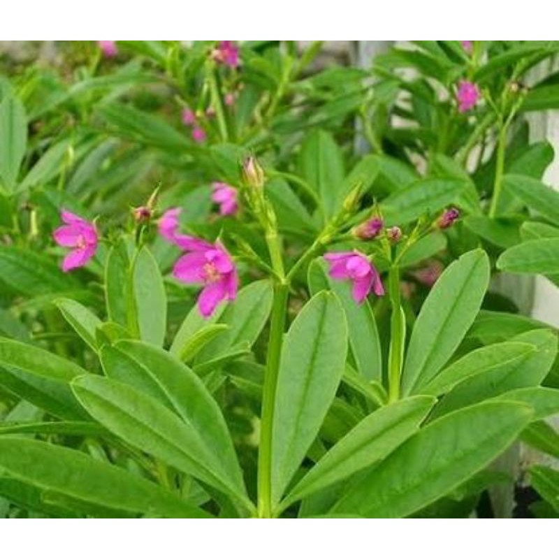 

bubuk gingseng jawa / kolesom jawa / talinum paniculatum javanese 100gr
