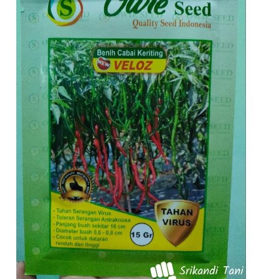 Sangat Nyaman.. Cabe Veloz 12.5gr Unggul Tahan Virus Cmk Velos Toleran Virus Kuning Buah Lebat