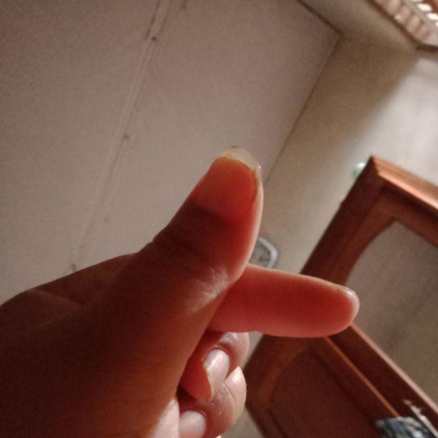 Dupa Kerucut Cendana Sandalwood Golden Frog Malaysia