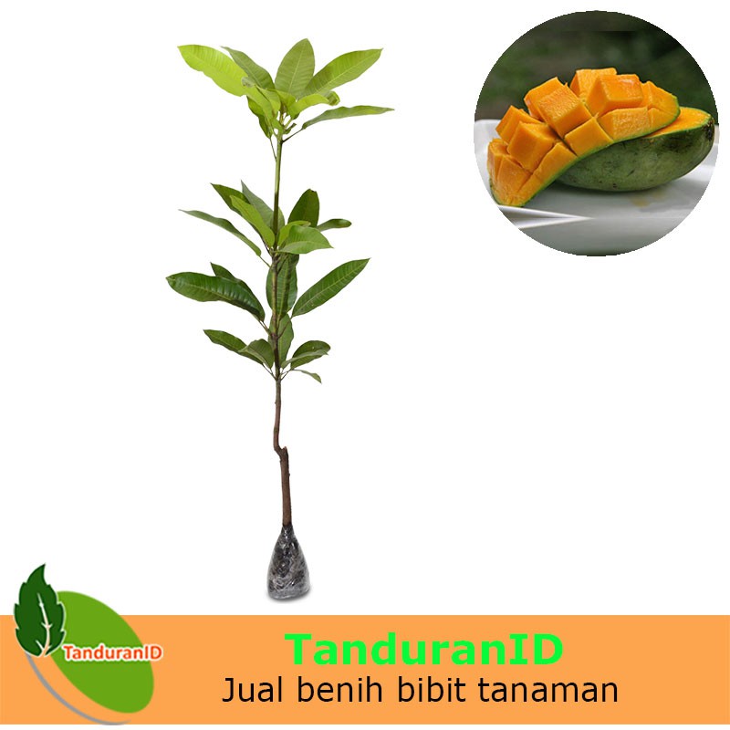 Bibit Tanaman Buah Mangga Gadung